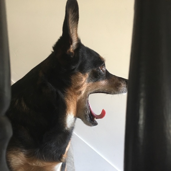 Meet your Posher, Olivia - Picture 2 of 9